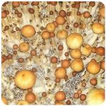 Псилоцибиновые (галлюциногенные)  грибы Psilocybin "Golden Teacher" в Донецке
